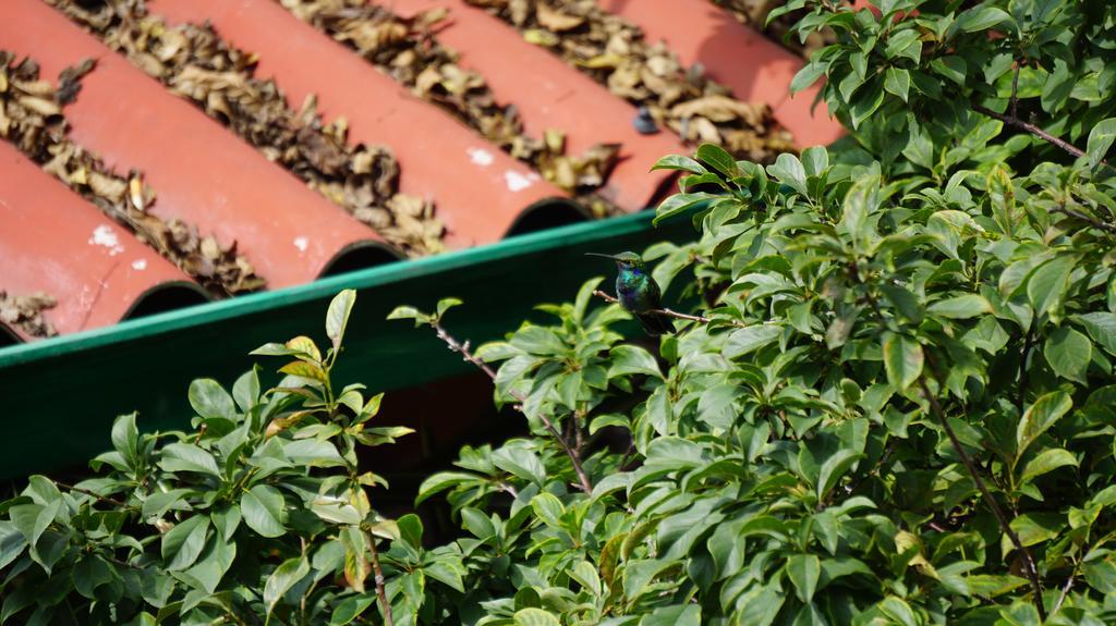 Ayenda Mountain Hostels Manizales Εξωτερικό φωτογραφία